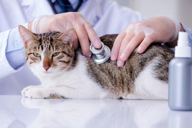 veterinarian using stethoscope to check a cat