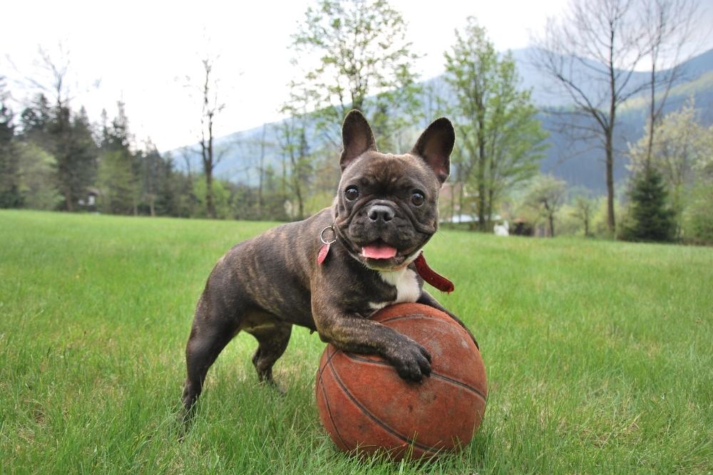 a dog holding a basketball