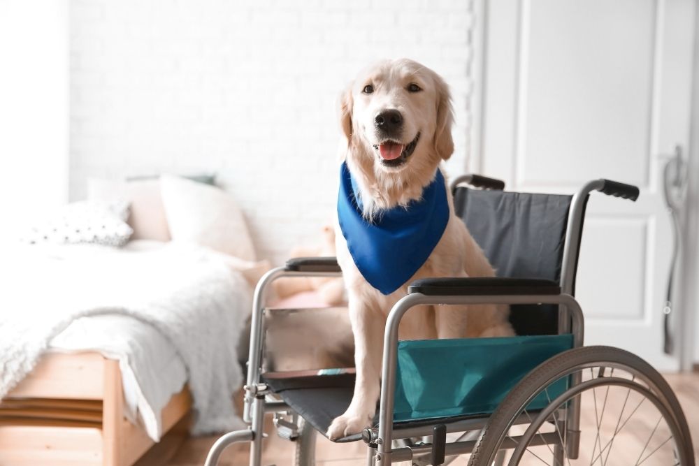 a dog in a wheelchair