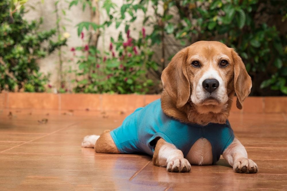 a dog lying on the ground wearing a blue shirt