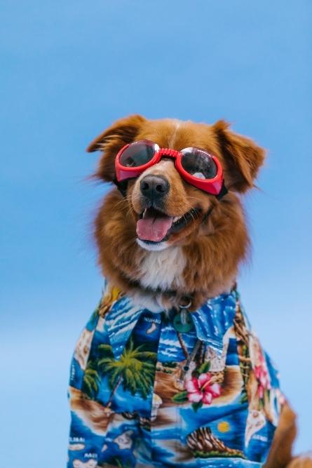 a dog wearing sunglasses and a shirt