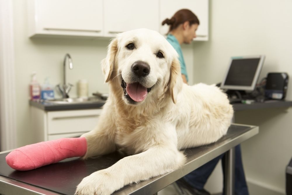 a dog with a cast on its leg