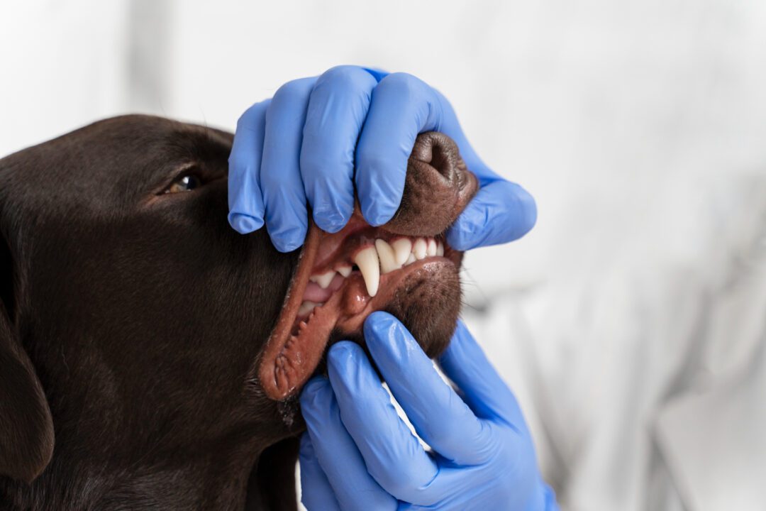 a dog with a mouth open and teeth showing