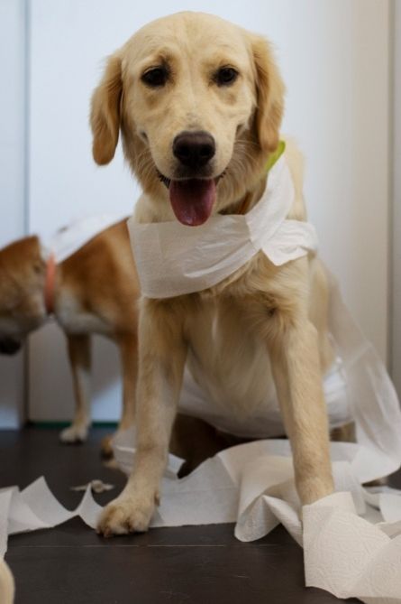 a dog with toilet paper on its neck