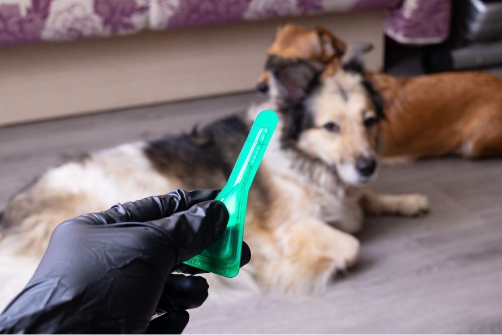 a hand in black glove holding a green object with a dog in the background