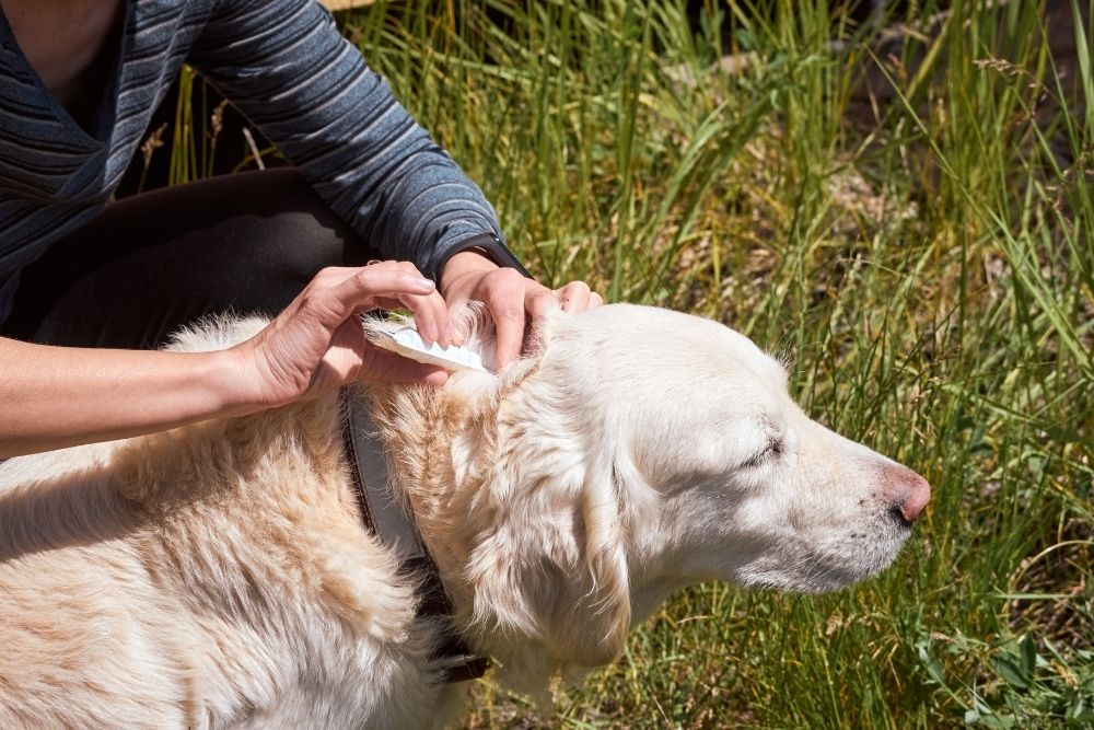 a person brushing a dog's hair