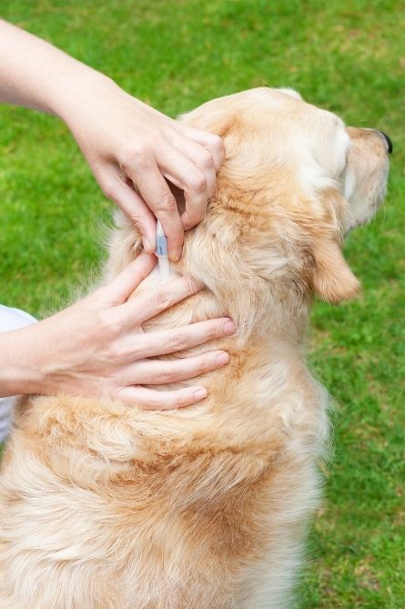 a person holding a needle to a dog