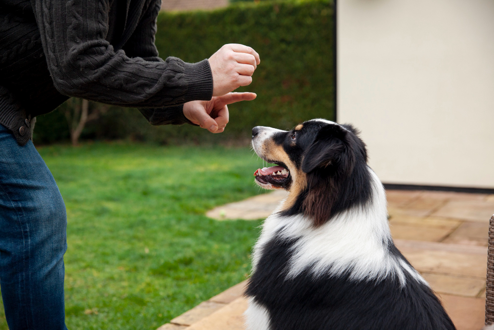 a person touching a dogs face