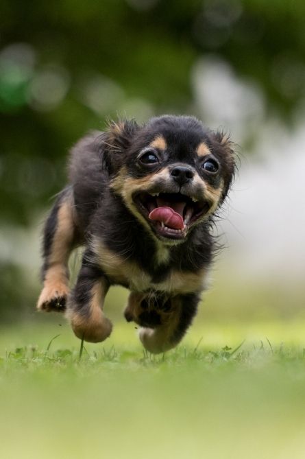 a small dog running on grass
