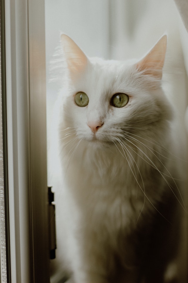 white cat with green eyes cat sitting by a window
