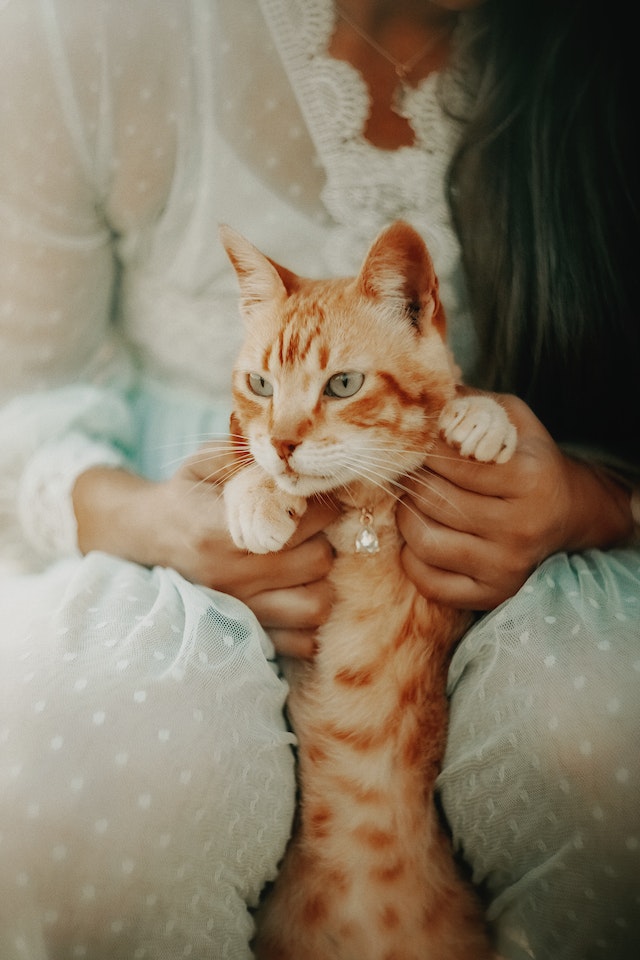 cat standing holding pet 