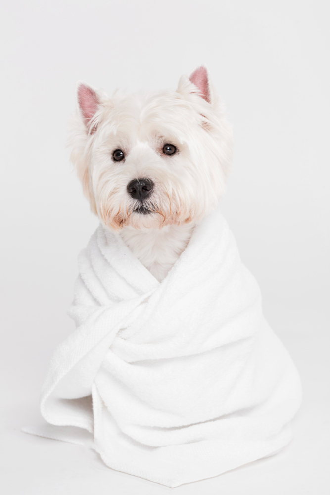 dog in towel 