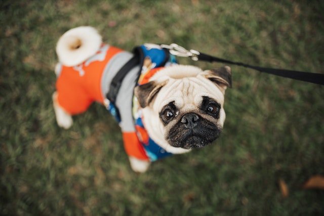dog on grass with clothes