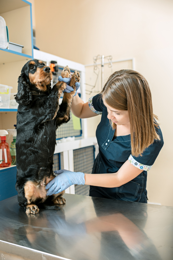 medicine pet care concept 