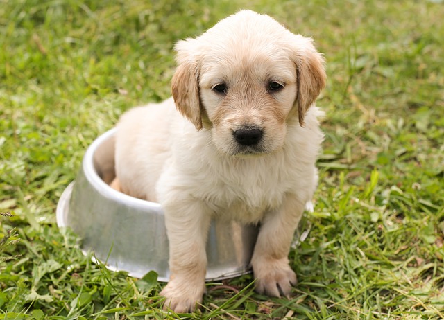 puppy sitting in a pet food bowl outside