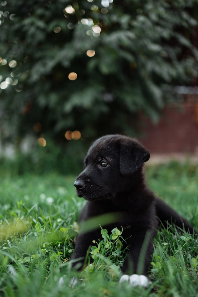 puppy on grass