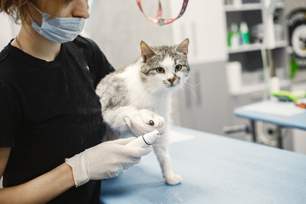 white cat with veterinary 