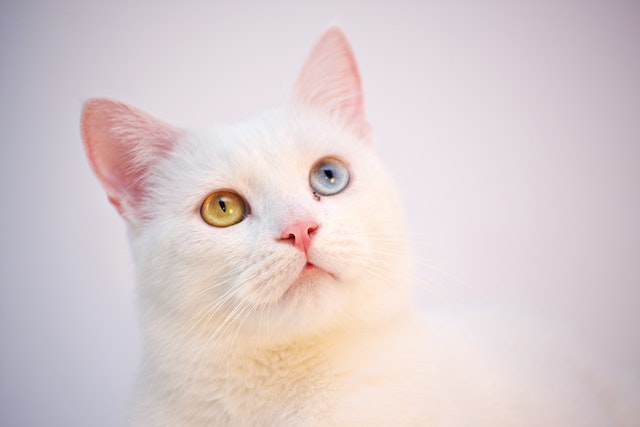 white cat with two different color eyes