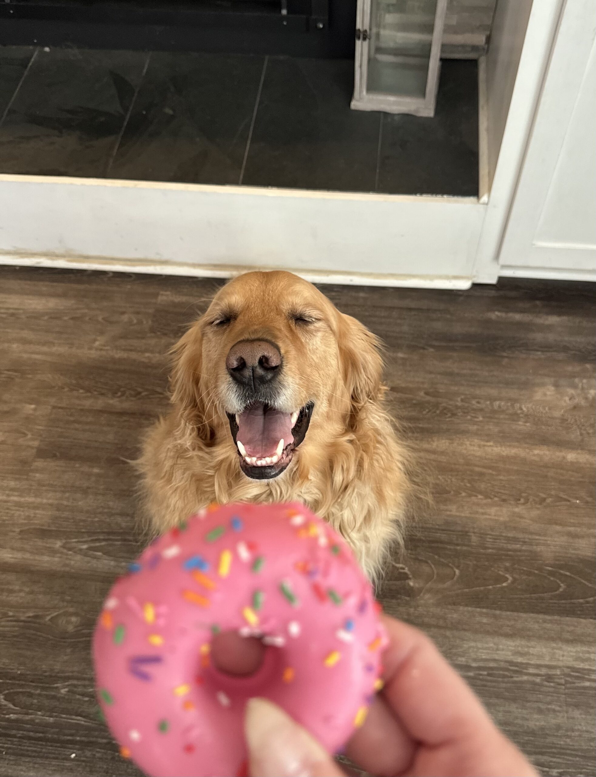 client pets 1