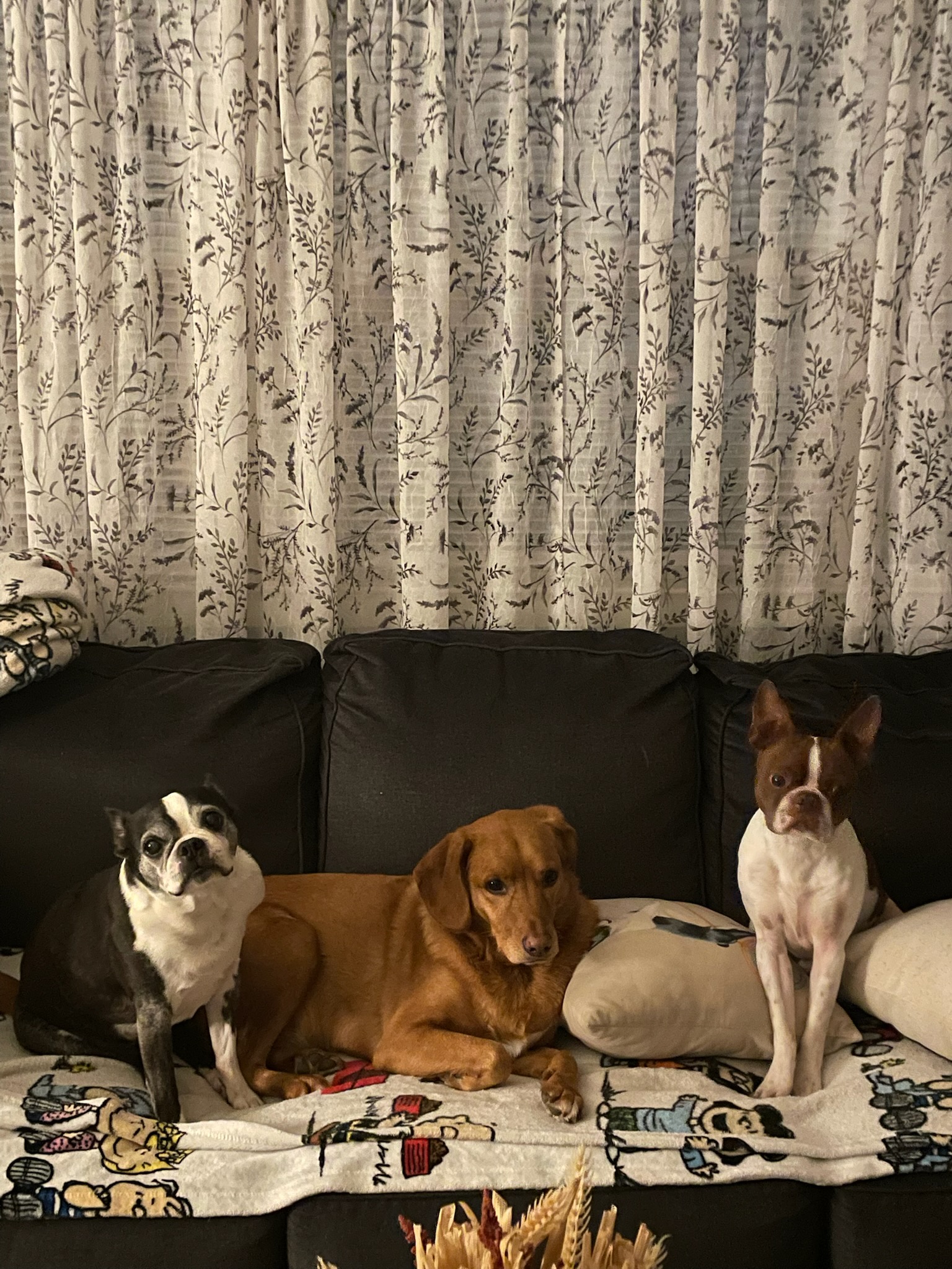 client pets 2