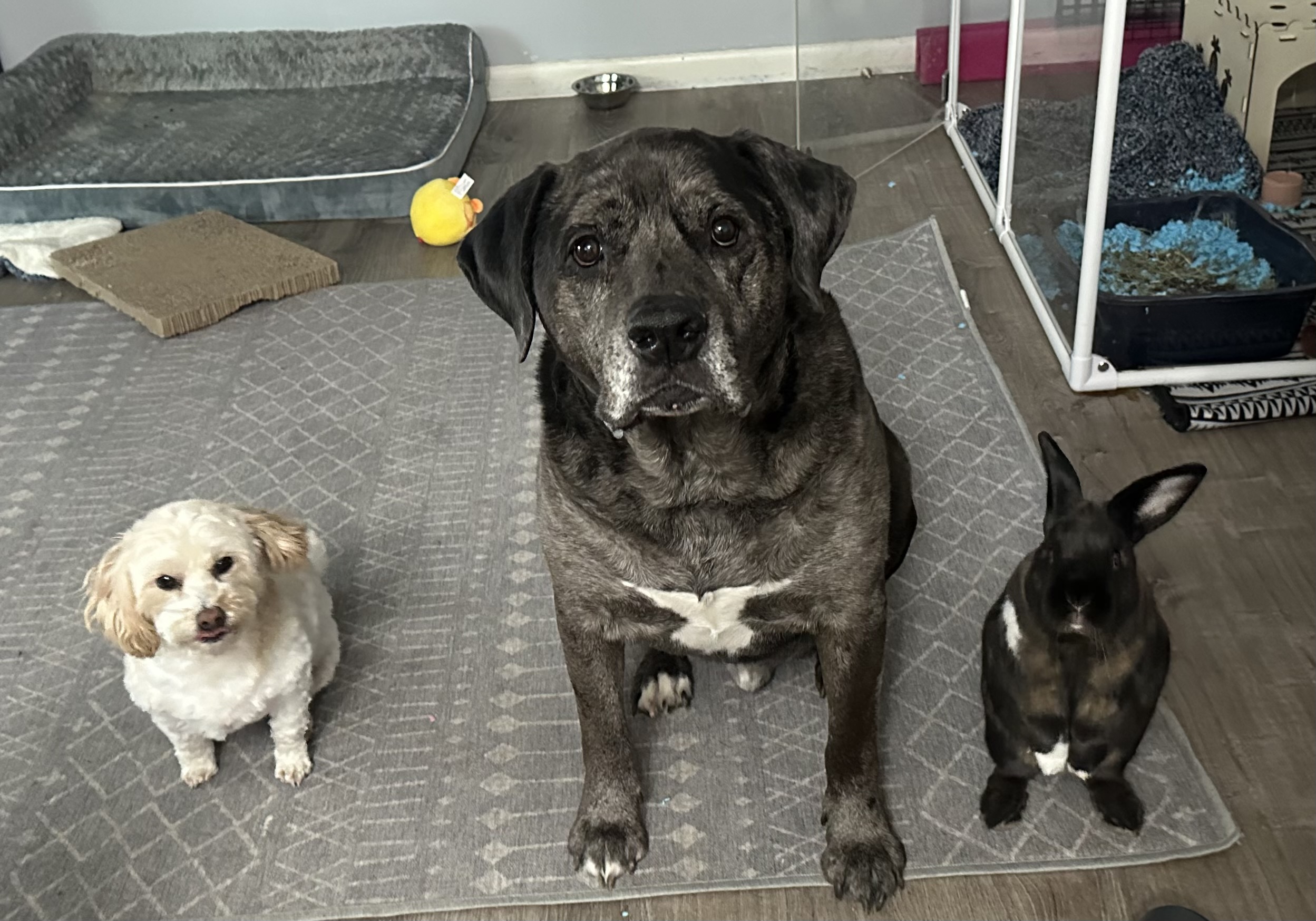 client pets