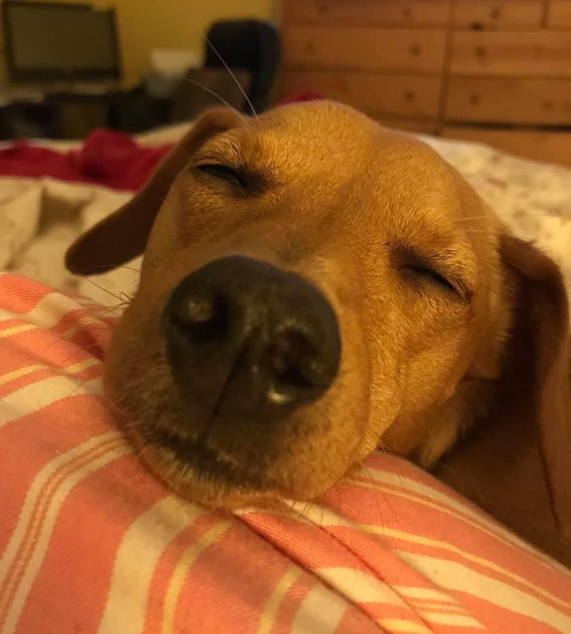 A close-up of a sleeping brown dog