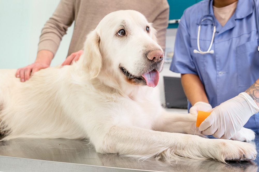 a vet bandages the paw of a dog lying on a table